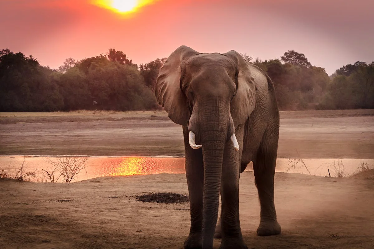 Safari en África